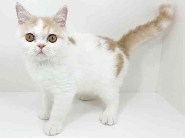 京都府のエキゾチック (ひごペットフレンドリーイズミヤショッピングセンター八幡店/2025年8月3日生まれ/男の子/クリームホワイト)の子猫の3枚目の画像