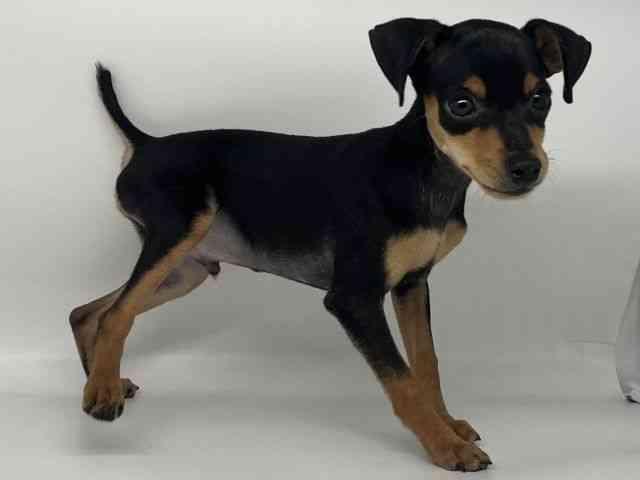 徳島県のミニチュアピンシャー (ひごペットフレンドリーゆめタウン徳島店/2025年8月9日生まれ/男の子/ブラックタン)の子犬の3枚目の画像