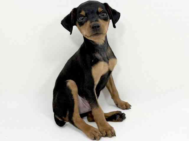 京都府のミニチュアピンシャー (ひごペットフレンドリーイズミヤショッピングセンター八幡店/2025年8月9日生まれ/男の子/ブラックタン)の子犬の3枚目の画像