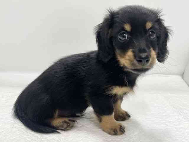 高知県のミニチュアダックスフンド(ロング) (ひごペットフレンドリーイオンモール高知店/2025年8月9日生まれ/男の子/ブラックタン)の子犬の3枚目の画像