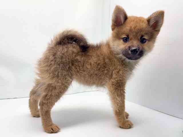 京都府のポメ柴/豆ポメ/ポメ豆柴(ポメラニアン×柴犬) (ひごペットフレンドリー洛北阪急スクエア店/2025年8月10日生まれ/男の子/オレンジ)の子犬の3枚目の画像