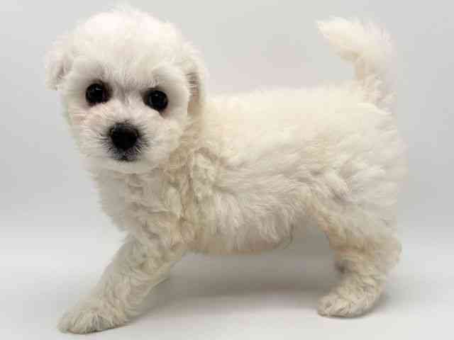 大阪府のビションフリーゼ (ひごペットフレンドリーみのおキューズモール店/2025年8月10日生まれ/男の子/ホワイト)の子犬の3枚目の画像