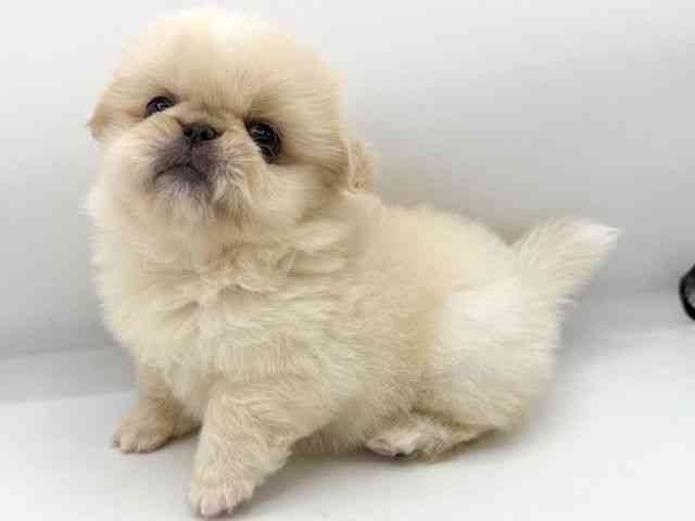 大阪府のペキニーズ (ひごペットフレンドリーららぽーとEXPOCITY店/2025年8月9日生まれ/女の子/ホワイト)の子犬の3枚目の画像