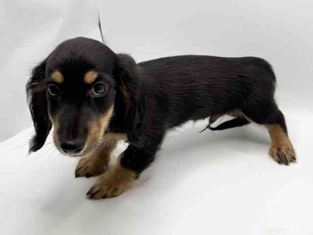 大阪府のミニチュアダックスフンド(ロング) (ひごペットフレンドリーみのおキューズモール店/2025年8月9日生まれ/男の子/ブラックタン)の子犬の3枚目の画像