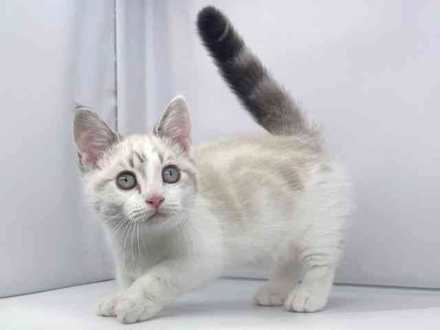 兵庫県のミヌエット (ひごペットフレンドリーイオンタウン加古川店/2025年8月5日生まれ/女の子/ライラック)の子猫の3枚目の画像