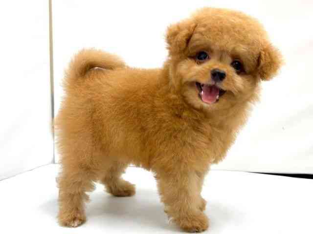 大阪府のハーフ犬・ミックス犬 (ひごペットフレンドリーイオンタウン茨木太田店/2025年8月10日生まれ/男の子/レッド)の子犬の3枚目の画像