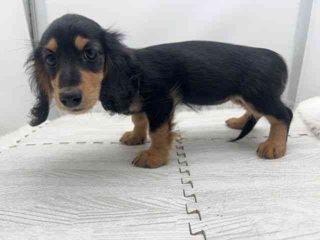 島根県のミニチュアダックスフンド(ロング) (ひごペットフレンドリーイオンモール出雲店/2025年8月9日生まれ/女の子/ブラックタン)の子犬の3枚目の画像