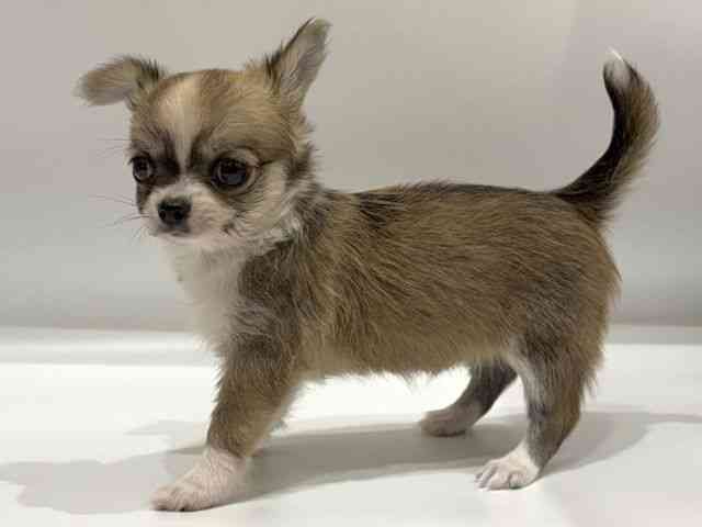 愛知県のチワワ(ロング) (ひごペットフレンドリーヴィアモール アピタ江南西店/2025年8月8日生まれ/女の子/フォーンホワイト)の子犬の3枚目の画像