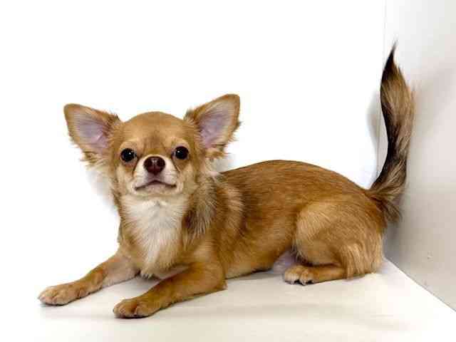 大阪府のチワワ(ロング) (ひごペットフレンドリーイオン高槻店/2025年8月8日生まれ/男の子/フォーン)の子犬の3枚目の画像