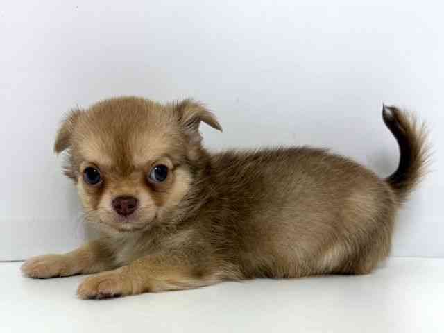 大阪府のチワワ(ロング) (ひごペットフレンドリーベルファⅡ都島店/2025年8月8日生まれ/男の子/フォーン)の子犬の3枚目の画像