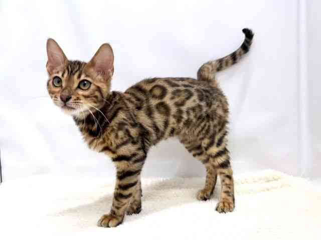 広島県のベンガル (ひごペットフレンドリーゆめタウン廿日市店/2025年8月10日生まれ/男の子/ブラウンスポットタビー)の子猫の3枚目の画像