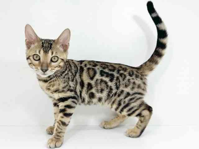 京都府のベンガル (ひごペットフレンドリーイズミヤショッピングセンター八幡店/2025年8月7日生まれ/男の子/ブラウンスポットタビー)の子猫の3枚目の画像