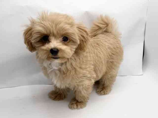 大阪府のハーフ犬・ミックス犬 (ひごペットフレンドリーみのおキューズモール店/2025年8月6日生まれ/男の子/クリーム)の子犬の3枚目の画像