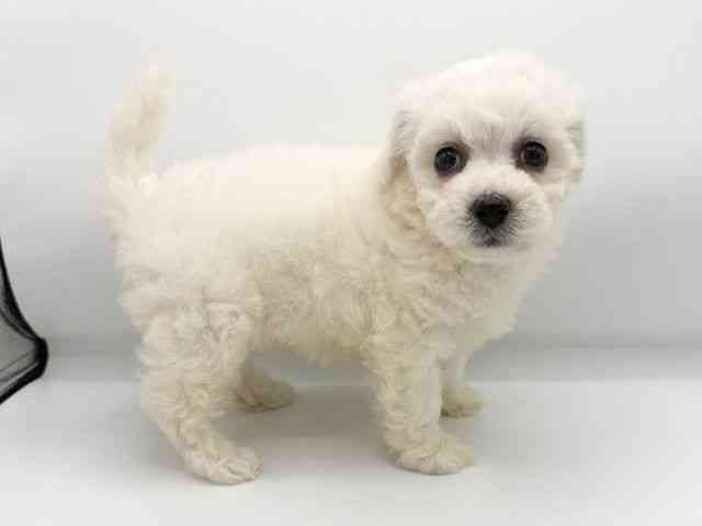 大阪府のビションフリーゼ (ひごペットフレンドリーららぽーとEXPOCITY店/2025年8月10日生まれ/女の子/ホワイト)の子犬の3枚目の画像