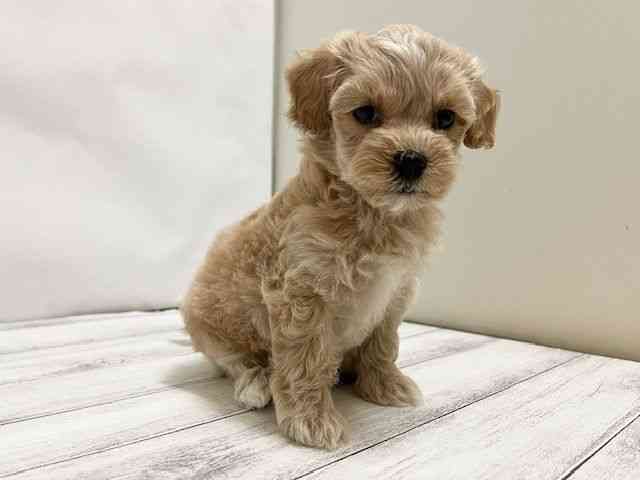 和歌山県のハーフ犬・ミックス犬 (ひごペットフレンドリーパームシティ和歌山店/2025年8月7日生まれ/女の子/アプリコット)の子犬の3枚目の画像