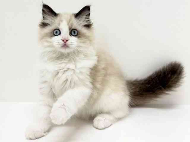 大阪府のラグドール (ひごペットフレンドリーくずはモール店/2025年8月6日生まれ/女の子/シールポイントバイカラー)の子猫の3枚目の画像