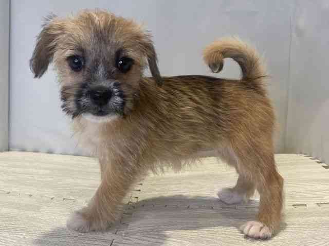 島根県のハーフ犬・ミックス犬 (ひごペットフレンドリーイオンモール出雲店/2025年8月9日生まれ/女の子/レッド)の子犬の3枚目の画像