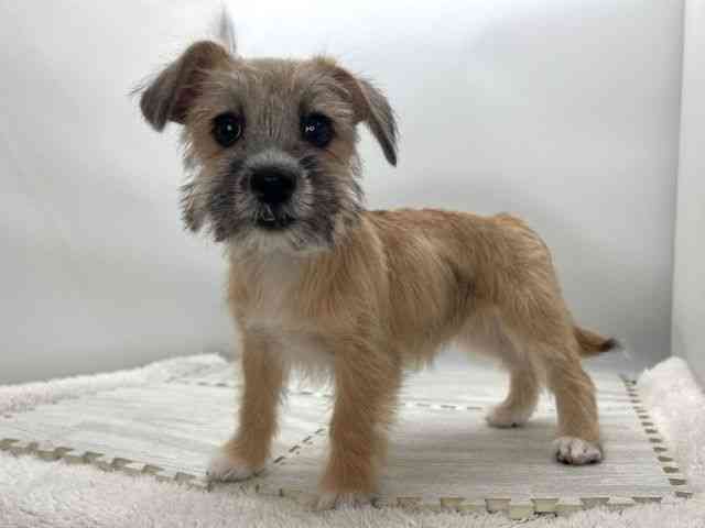 島根県のハーフ犬・ミックス犬 (ひごペットフレンドリーイオンモール出雲店/2025年8月9日生まれ/女の子/レッド)の子犬の3枚目の画像