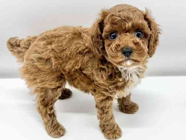 大阪府のトイプードル(トイ) (ひごペットフレンドリーイオンタウン豊中庄内店/2025年8月6日生まれ/女の子/レッド)の子犬の3枚目の画像