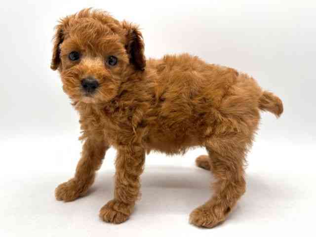 奈良県のトイプードル(トイ) (ひごペットフレンドリー田原本店/2025年8月8日生まれ/女の子/レッド)の子犬の3枚目の画像