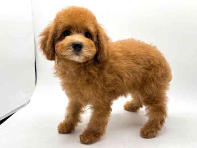 奈良県のトイプードル(トイ) (ひごペットフレンドリー田原本店/2025年8月8日生まれ/女の子/レッド)の子犬の3枚目の画像