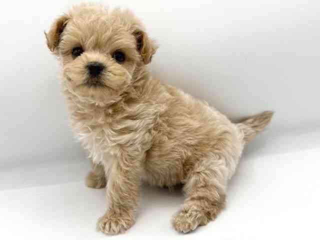 大阪府のマルプー(マルチーズ×プードル) (ひごペットフレンドリーららぽーとEXPOCITY店/2025年8月10日生まれ/男の子/クリーム)の子犬の3枚目の画像