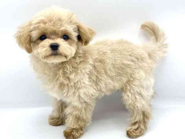 大阪府のマルプー(マルチーズ×プードル) (ひごペットフレンドリーららぽーとEXPOCITY店/2025年8月10日生まれ/男の子/クリーム)の子犬の3枚目の画像