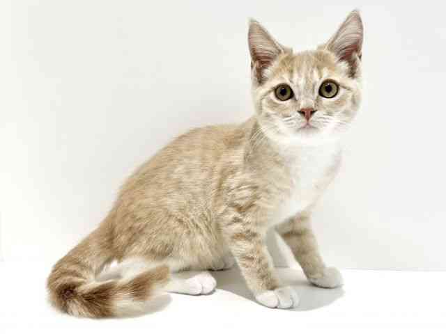 大阪府のマンチカン (ひごペットフレンドリーイオン高槻店/2025年8月7日生まれ/男の子/クリームタビーホワイト)の子猫の3枚目の画像