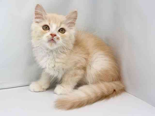 京都府のマンチカン (ひごペットフレンドリー洛北阪急スクエア店/2025年8月9日生まれ/男の子/レッドタビーホワイト)の子猫の3枚目の画像