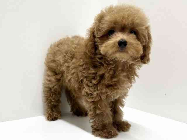 愛知県のトイプードル(トイ) (ひごペットフレンドリーららぽーと名古屋みなとアクルス店/2025年8月7日生まれ/男の子/レッド)の子犬の3枚目の画像