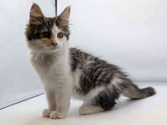 香川県のノルウェージャンフォレストキャット (ひごペットフレンドリーゆめタウン高松店/2025年8月10日生まれ/女の子/ブラウンマッカレルタビーホワイト)の子猫の3枚目の画像