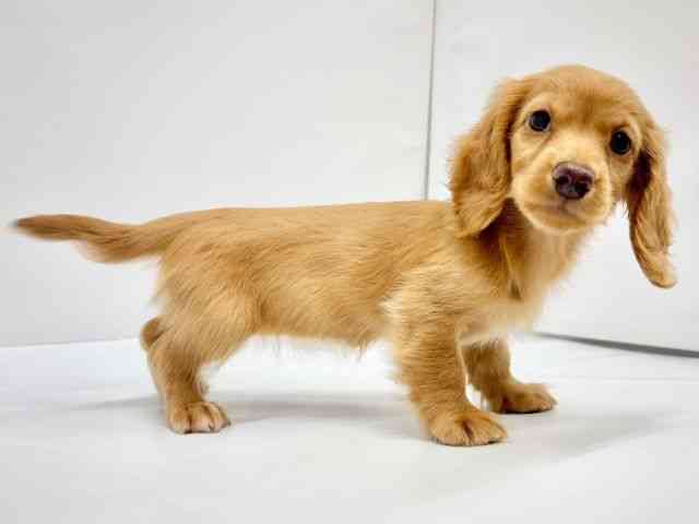 大阪府のミニチュアダックスフンド(ロング) (ひごペットフレンドリーイオンタウン茨木太田店/2025年8月9日生まれ/女の子/ゴールド)の子犬の3枚目の画像