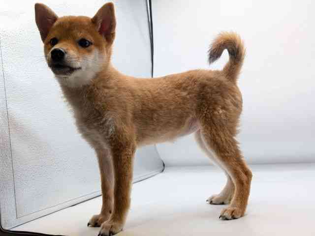 香川県の柴犬(標準サイズ) (ひごペットフレンドリーゆめタウン高松店/2025年8月10日生まれ/女の子/赤)の子犬の3枚目の画像