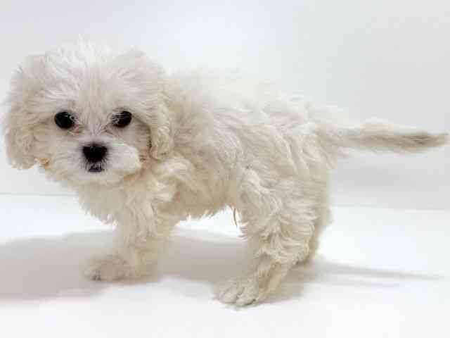 大阪府のハーフ犬・ミックス犬 (ひごペットフレンドリーイオンそよら海老江店/2025年8月9日生まれ/男の子/クリーム)の子犬の3枚目の画像