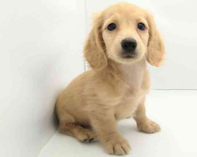 兵庫県のミニチュアダックスフンド(ロング) (ひごペットフレンドリークラウンパーク伊丹店/2025年8月10日生まれ/男の子/イエロー)の子犬の3枚目の画像