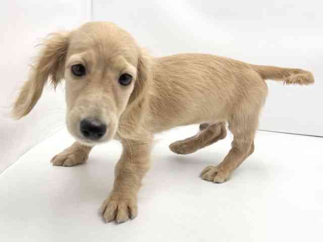 兵庫県のミニチュアダックスフンド(ロング) (ひごペットフレンドリークラウンパーク伊丹店/2025年8月10日生まれ/男の子/イエロー)の子犬の3枚目の画像