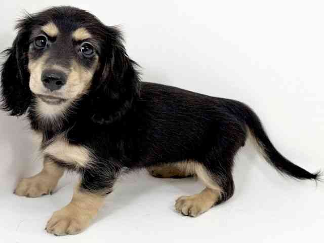 京都府のミニチュアダックスフンド(ロング) (ひごペットフレンドリーイズミヤショッピングセンター八幡店/2025年8月10日生まれ/女の子/ブラックタン)の子犬の3枚目の画像