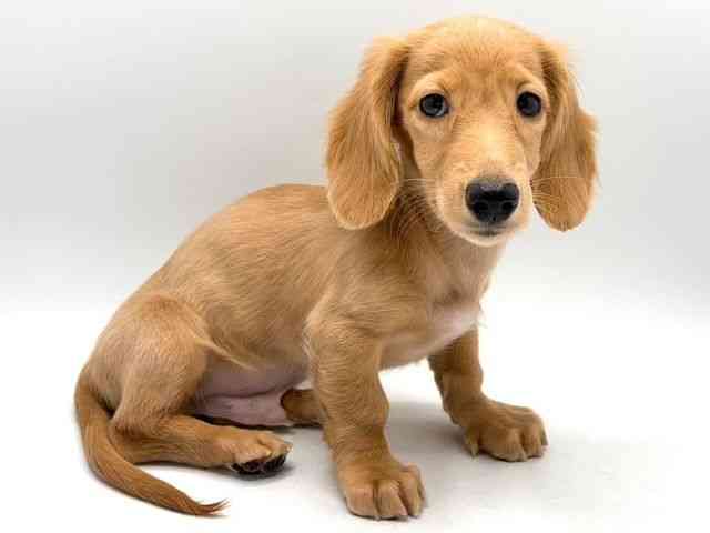 奈良県のミニチュアダックスフンド(ロング) (ひごペットフレンドリー田原本店/2025年8月10日生まれ/男の子/イエロー)の子犬の3枚目の画像