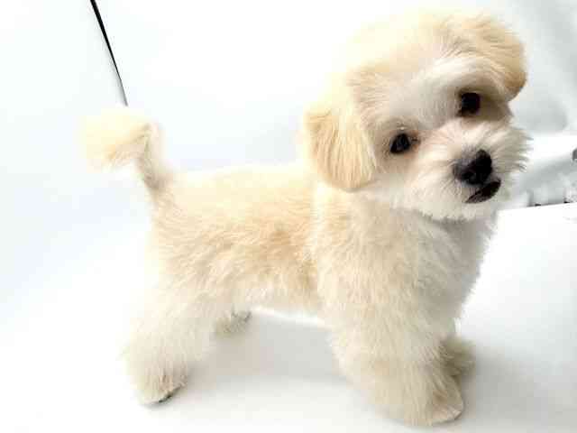 大阪府のマルプー(マルチーズ×プードル) (ひごペットフレンドリーみのおキューズモール店/2025年8月9日生まれ/男の子/クリーム)の子犬の3枚目の画像