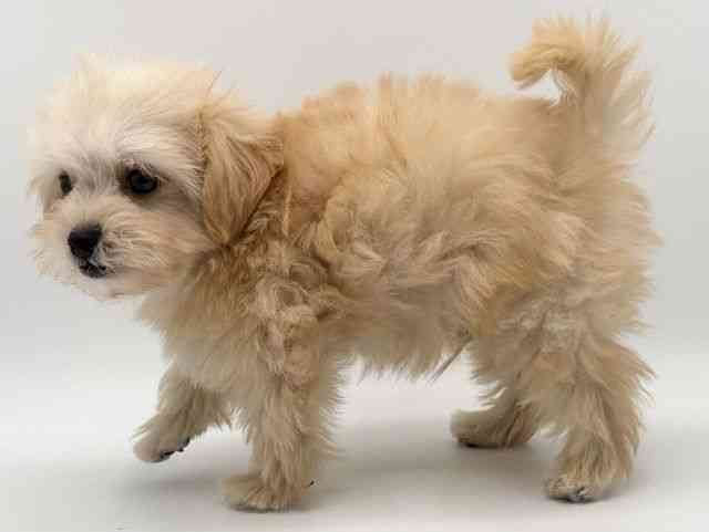 大阪府のハーフ犬・ミックス犬 (ひごペットフレンドリーみのおキューズモール店/2025年8月9日生まれ/男の子/クリーム)の子犬の3枚目の画像