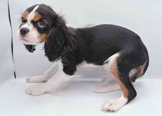 島根県のキャバリアキングチャールズスパニエル (ひごペットフレンドリーイオン松江ショッピングセンター店/2025年8月10日生まれ/男の子/トライカラー)の子犬の3枚目の画像