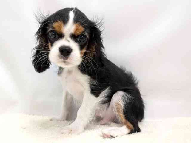 広島県のキャバリアキングチャールズスパニエル (ひごペットフレンドリーゆめタウン廿日市店/2025年8月10日生まれ/男の子/トライカラー)の子犬の3枚目の画像