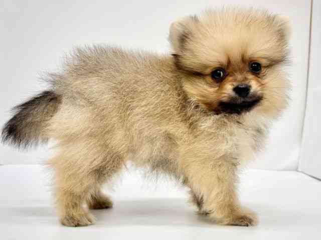 大阪府のポメラニアン (ひごペットフレンドリーイオンタウン茨木太田店/2025年8月10日生まれ/男の子/クリームセーブル)の子犬の3枚目の画像