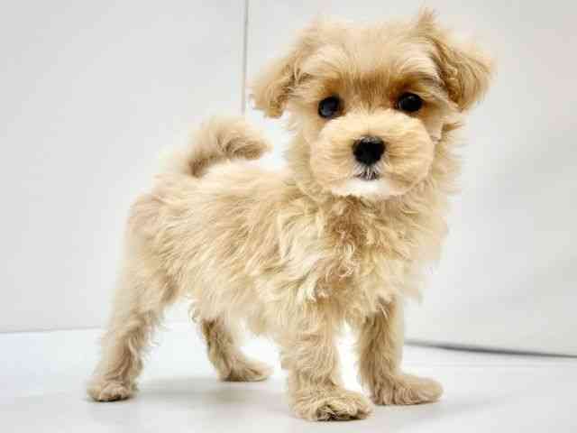 大阪府のハーフ犬・ミックス犬 (ひごペットフレンドリーイオンタウン茨木太田店/2025年8月7日生まれ/女の子/クリーム)の子犬の3枚目の画像