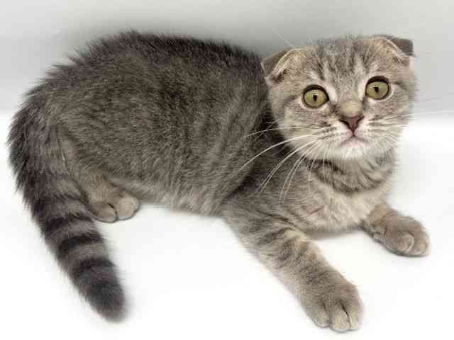 大阪府のスコティッシュフォールド (ひごペットフレンドリーイオンタウン豊中庄内店/2025年8月9日生まれ/男の子/ブルーマッカレルタビー)の子猫の3枚目の画像