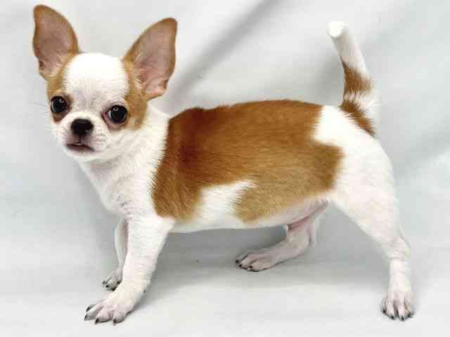 大阪府のチワワ(スムース) (ひごペットフレンドリーイトーヨーカドー津久野店/2025年8月10日生まれ/男の子/レッドホワイト)の子犬の3枚目の画像