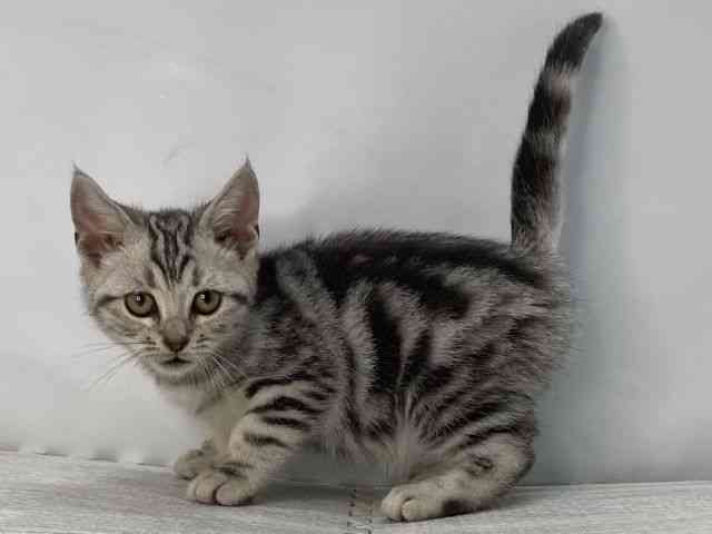 島根県のアメリカンショートヘアー (ひごペットフレンドリーイオンモール出雲店/2025年8月5日生まれ/女の子/シルバータビー)の子猫の3枚目の画像