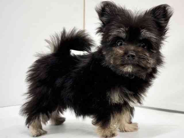 大阪府のハーフ犬・ミックス犬 (ひごペットフレンドリーイオンタウン茨木太田店/2025年8月8日生まれ/男の子/ブラッククリーム)の子犬の3枚目の画像