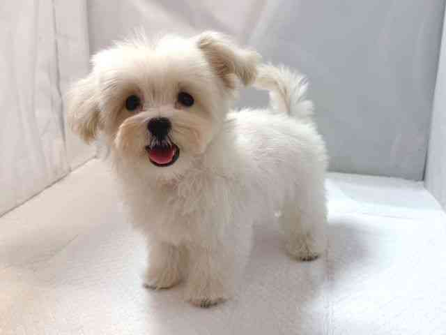 大阪府のペキプー(ペキニーズ×プードル) (ひごペットフレンドリー堺プラットプラット店/2025年8月9日生まれ/男の子/クリーム)の子犬の3枚目の画像