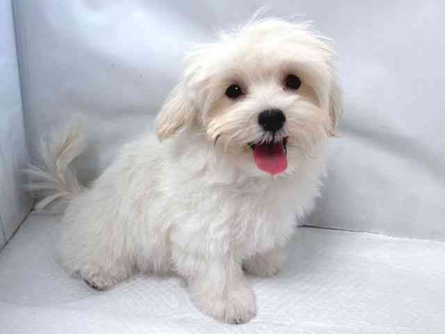 大阪府のペキプー(ペキニーズ×プードル) (ひごペットフレンドリー堺プラットプラット店/2025年8月9日生まれ/男の子/クリーム)の子犬の3枚目の画像